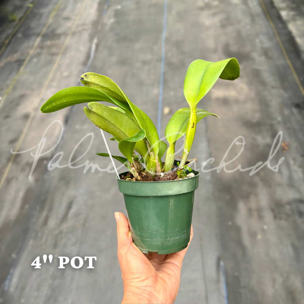 Rth. Hawaii Island Mint — Palmer Orchids